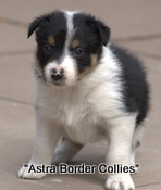 Puppy no. 1 Jess x Brock litter 2010